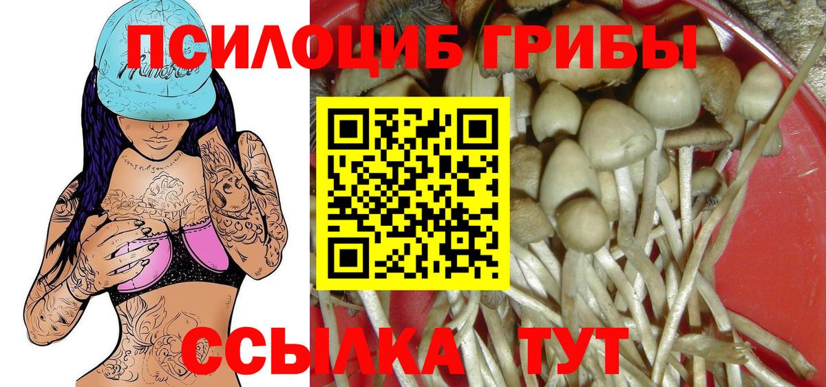 Псилоцибиновые грибы Cubensis Гатчина