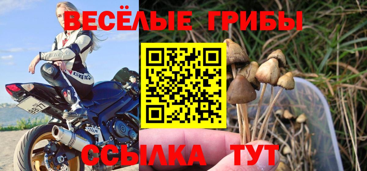 Псилоцибиновые грибы Psilocybine cubensis  Вход с VPN  Гатчина  Псилоцибиновые грибы Psilocybine cubensis 